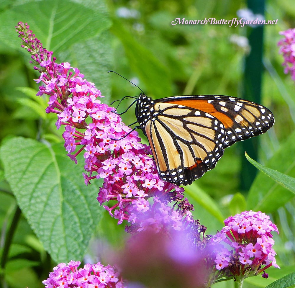 A Monarch Butterfly Sips Nectar from a Pink Butterfly Bush