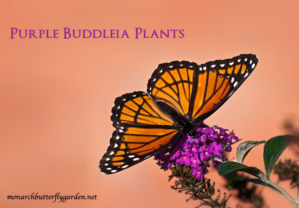 6 purple buddleia varieties for your butterfly garden
