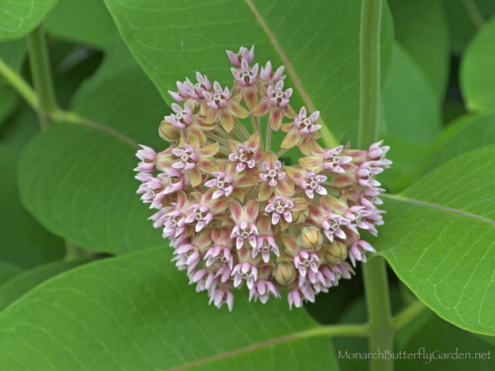 Which Milkweed Varieties are prime candidates for winter sowing milkweed seeds?
