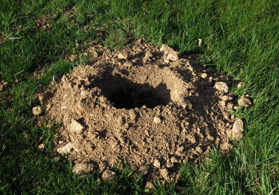 Hole in lawn