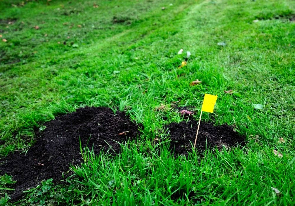 Flag markers showing the position of newly set mole traps
