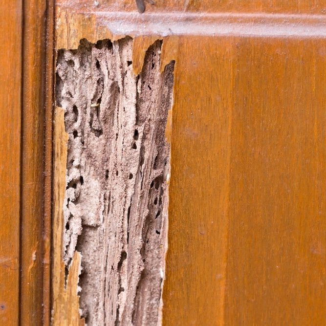 wood door with termites damage