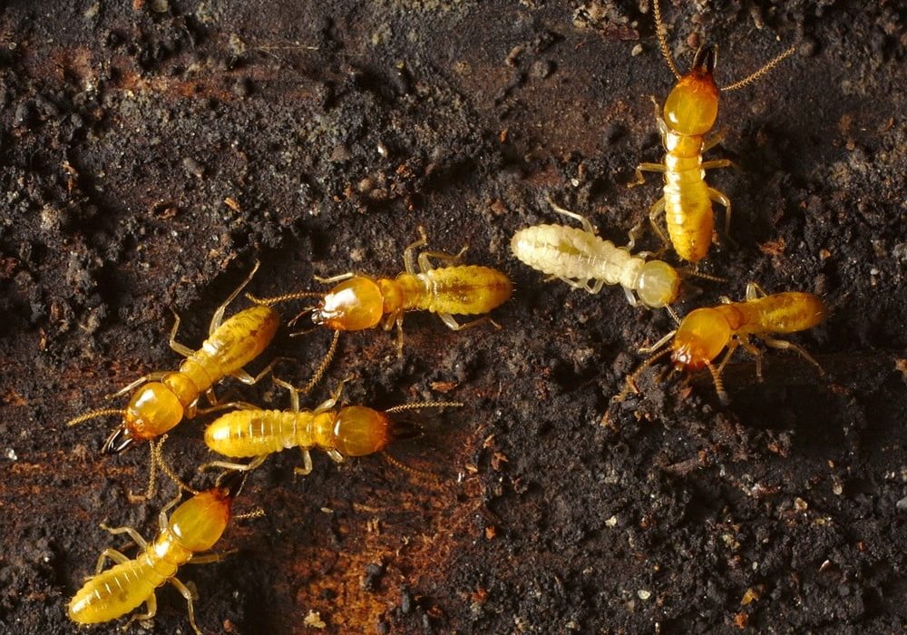 Formosan termites constructing an above-ground nest inside a house's structural void.