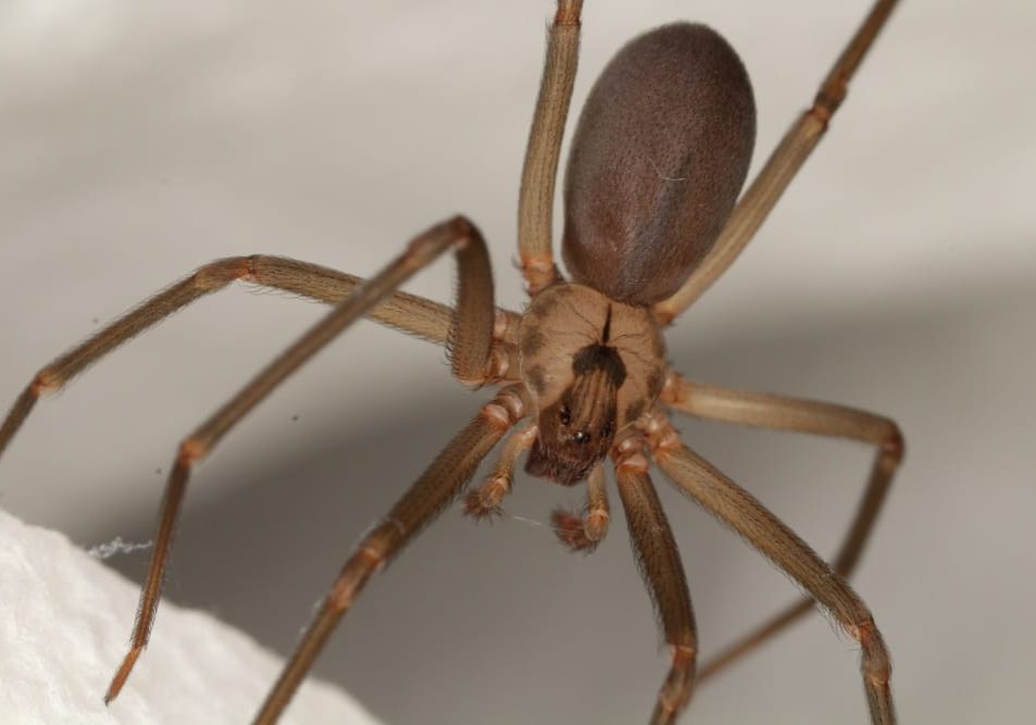 Brown Recluse spider in a secluded spot, highlighting its violin-shaped marking.
