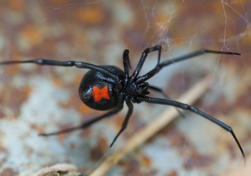Black Widow spider in its web, showcasing its shiny black body and red hourglass marking.