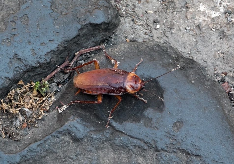 American Cockroach in a damp basement, emphasizing its large size and reddish-brown hue.