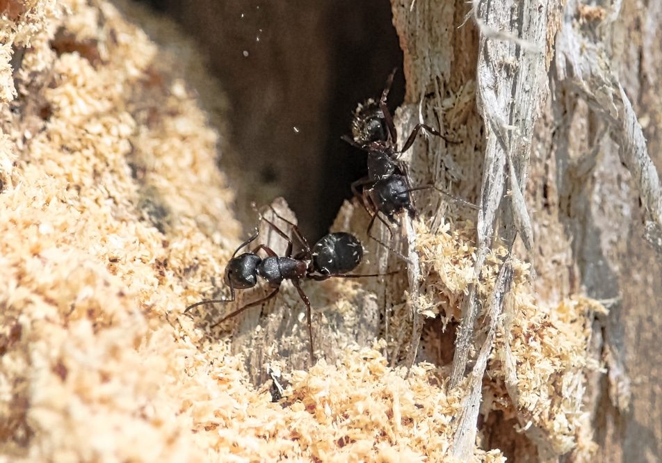Carpenter ant creating tunnels in wood, highlighting its large size and burrowing behavior.