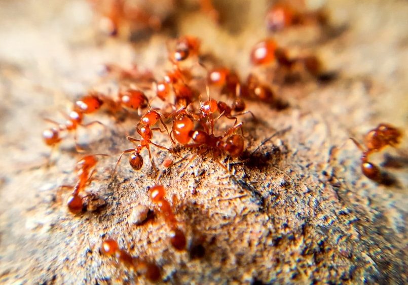 Fire ants constructing a soil mound, showcasing their reddish-brown color and collective nesting behavior
