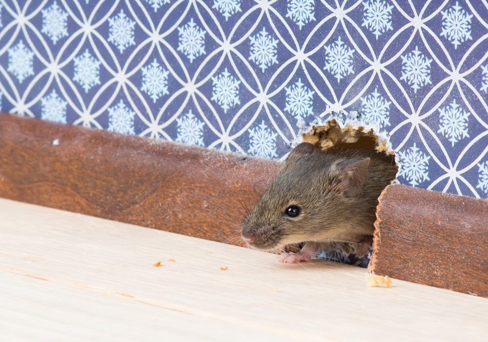 House Mouse maneuvering through a small gap, emphasizing its agility and small size.