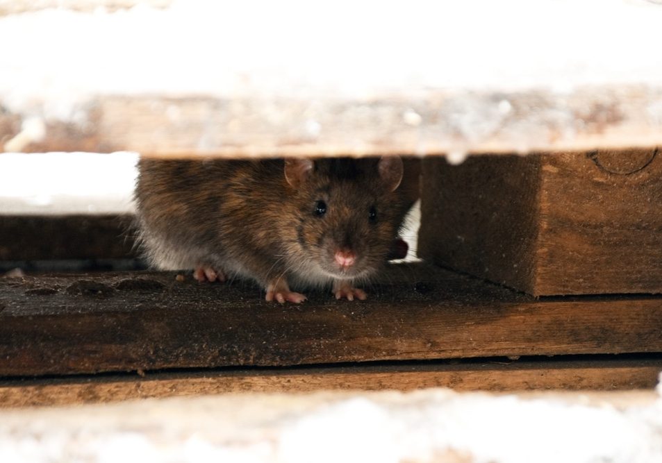 Norway Rat shown in a burrow or entering a home, focusing on its larger size and burrowing behavior.