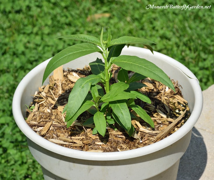 Grow Milkweed in Containers- Tropical milkweed thrives in containers and blooms continuously from summer through first frost. It's a popular host plant for monarch caterpillars and an inportant nectar sources for the monarch migration.