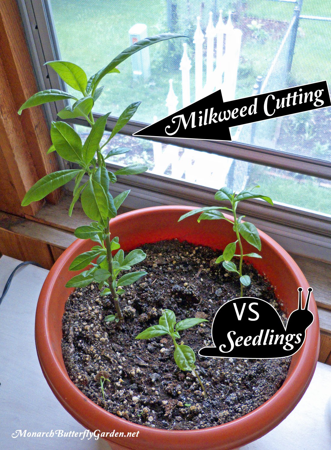 The dramatic difference when you grow from cuttings VS starting tropical milkweed seeds. Learn how to take your own cuttings and never run out of milkweed for your monarch caterpillars again!