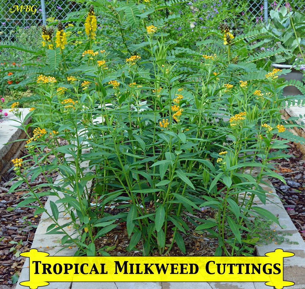Just a few months after taking tropical milkweed cuttings to start a new patch, the plants have flowered and even started producing milkweed seeds- Grow from Cuttings