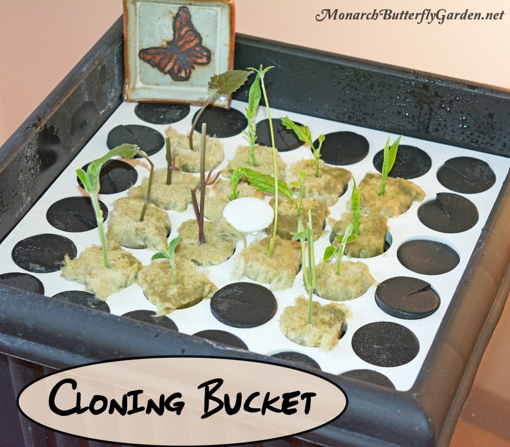 A Cloning Bucket can also be used to start milkweed stem cuttings and other butterfly plants. Clone bucket systems will grow roots faster than just submerging cuttings in a glass of water.