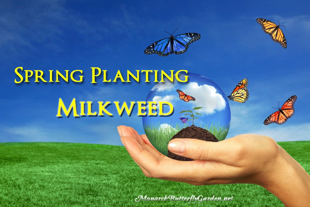 Try these Top Tips for Spring Planting Milkweed to get your Butterfly Garden off to an Amazing Start this season.