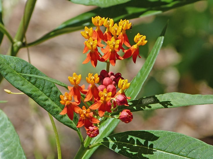 How To Grow Milkweed from Cuttings- Asclepias Curassavica All Summer Long