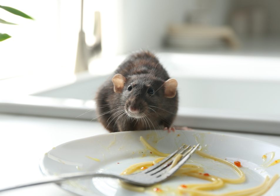 Rat near dirty plate on kitchen counter.