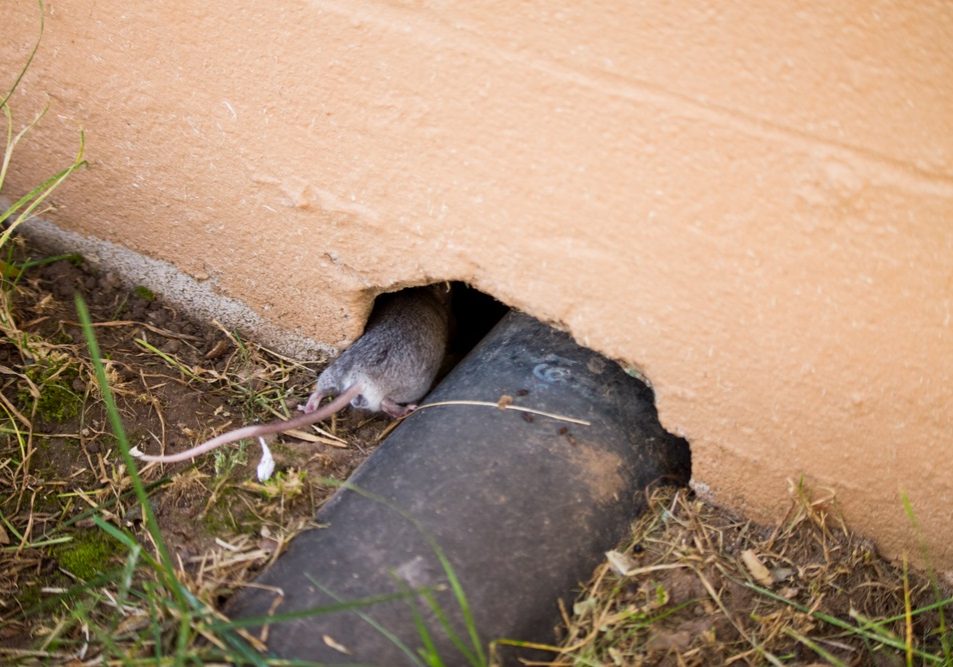 Grey mouse entering the hole in the wall
