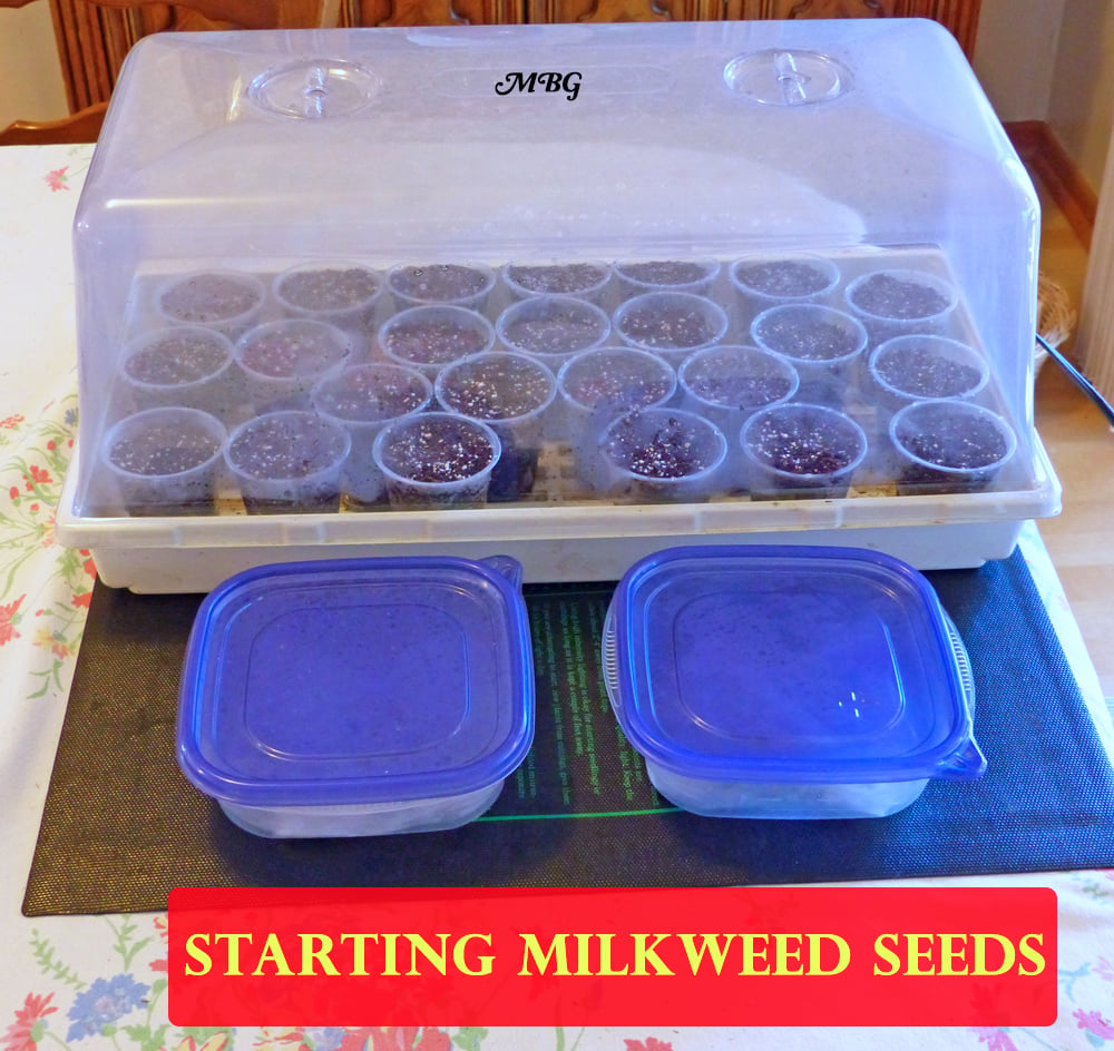Start Milkweed Seeds Indoors for a huge head start on the growing season and returning monarch butterflies. Add heat for even faster germination within the first week...