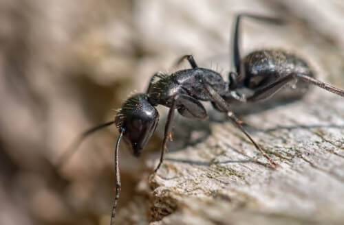 Why Carpenter Ants